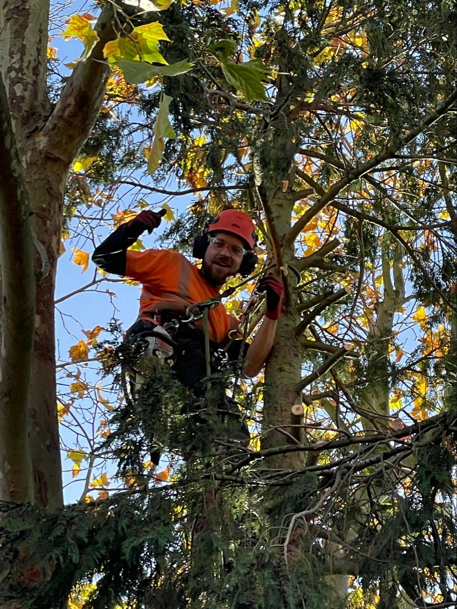 Enfield Tree Care Experts